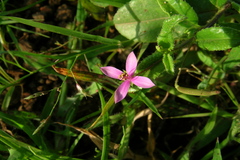 Cleome simplicifolia